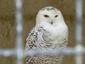 Wandertag für alle , Tierpark Sababurg 2014